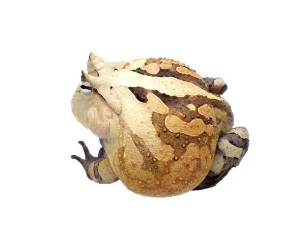 
Farm bred Red Ceratophrys cornuta South American Pacman frog For sale 