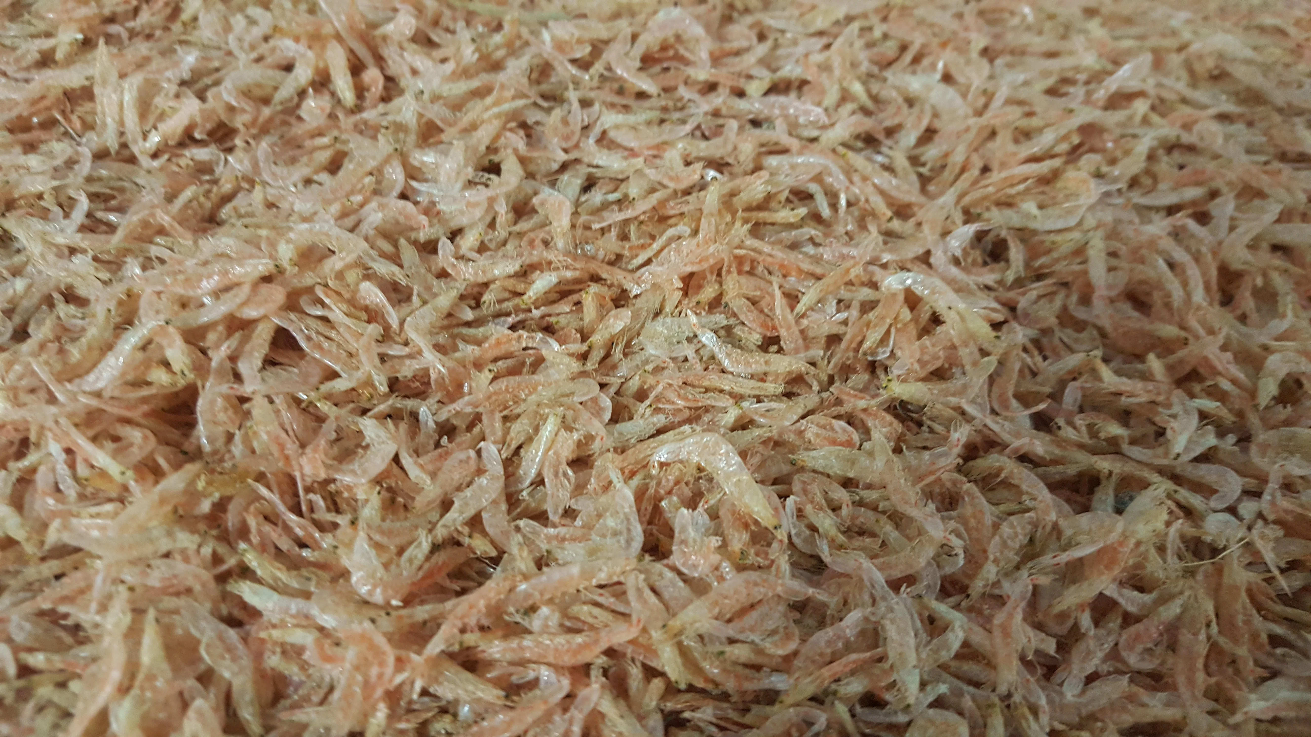 DRIED BABY SHRIMP FOR SALE
