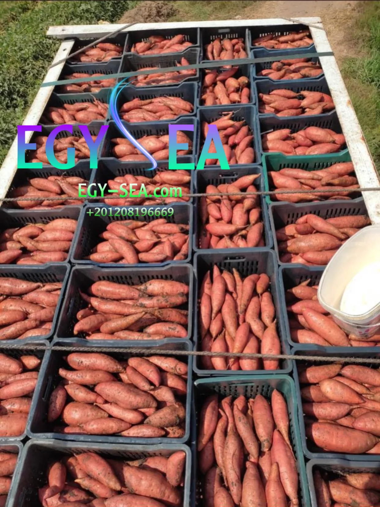 Fresh high quality Egyptian Sweet Potatoes ready to export