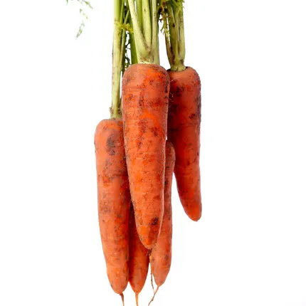 New crop fresh organic vegetables wholesale carot/carrot seeds price of carrots in bulk for export