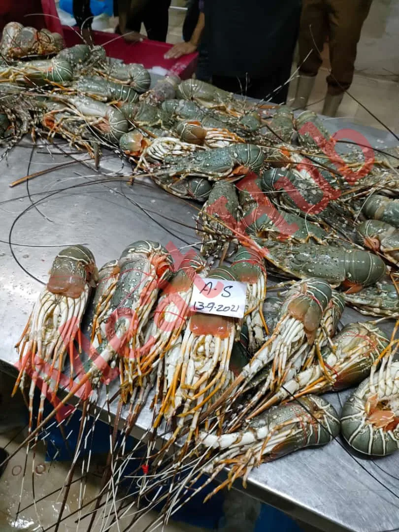 Lobster /Spiny Lobster/ Frozen Spiny Lobster