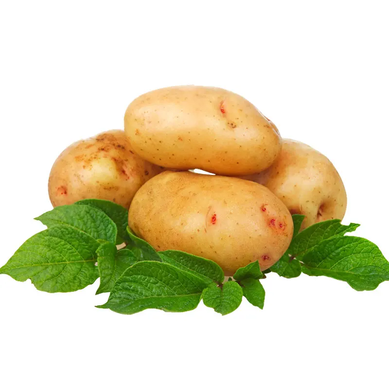 Экспортное качество 100% натуральный свежий Оптовый дешевый картофель поставщики картофеля