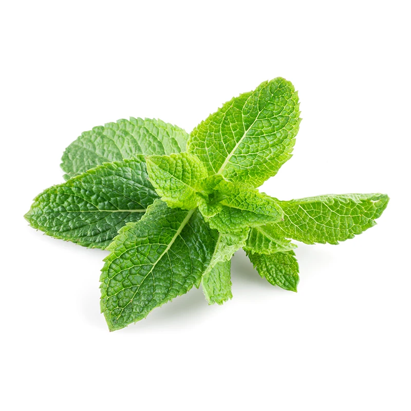 Bulk Sale Top Grade Peppermint Essential Oil Supplier Peppermint Organic Oil in India Oil Manufacturer for Export