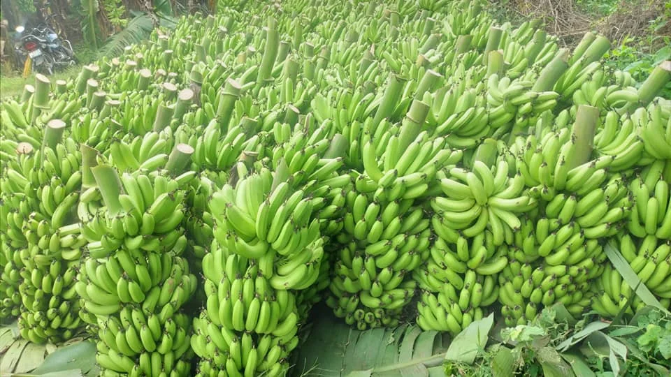 Green Organic Cavendish Banana for sale exporter