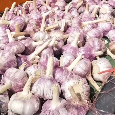 2023 Can be exported from China with HACCP certification red peel fresh garlic