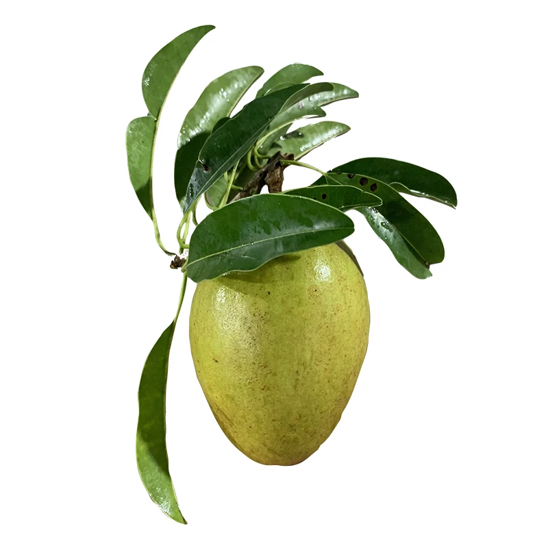 Sapodilla с принтом «фрукты»/сапота свежие фрукты с высоким качеством Сделано во Вьетнаме
