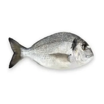 
Aqua Culture Sea Bream Wholesale From Turkey 