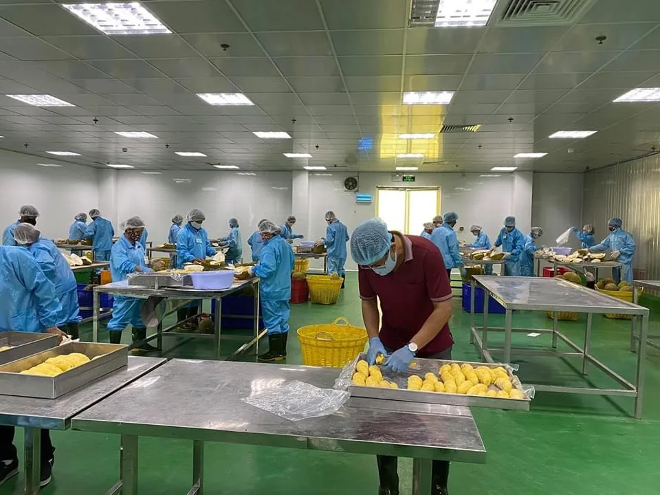 RI6 дуриан так свежий Премиум качество цельный кусок/замороженная целлюлоза фрукты монтонга дешево