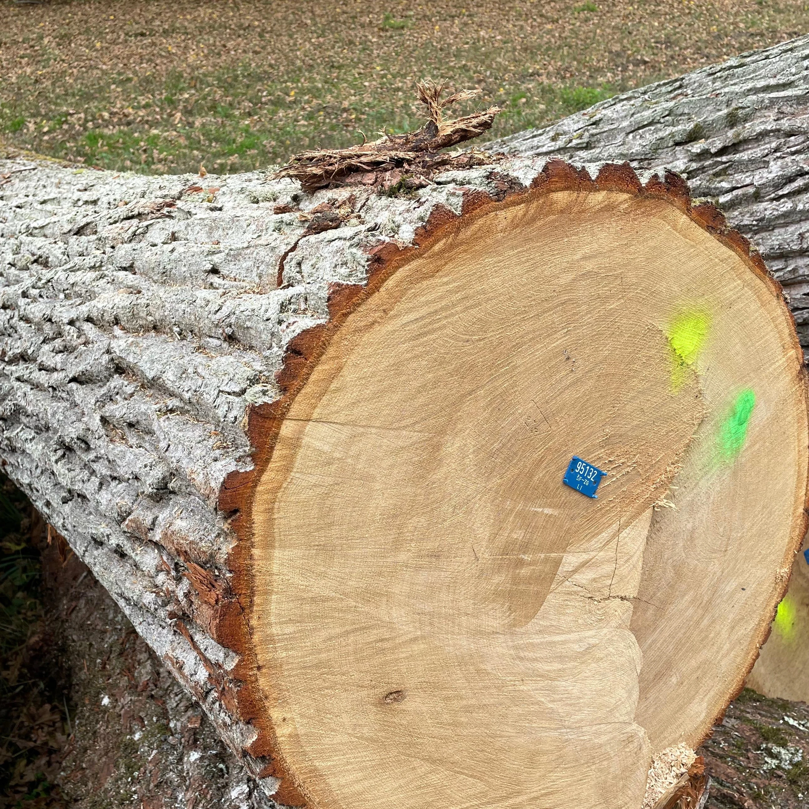 FSC Oak Veneer Logs, 50+ cm Diameter