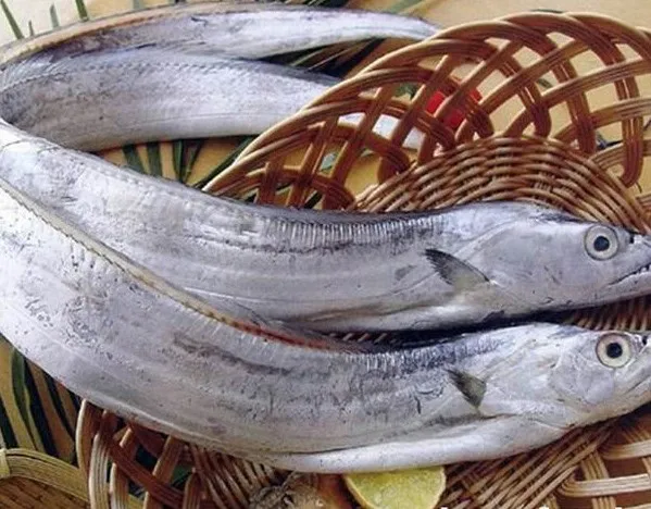 Brazilians frozen or refrigerated frozen fresh fish hairtail for sale