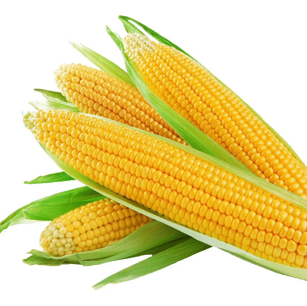 
High quality organic corn grain, agriculture product 