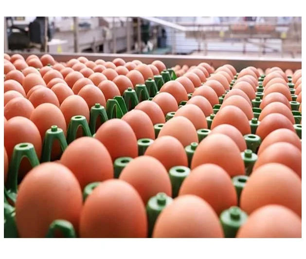 Оптовая продажа свежих настольных яиц, белых и коричневых