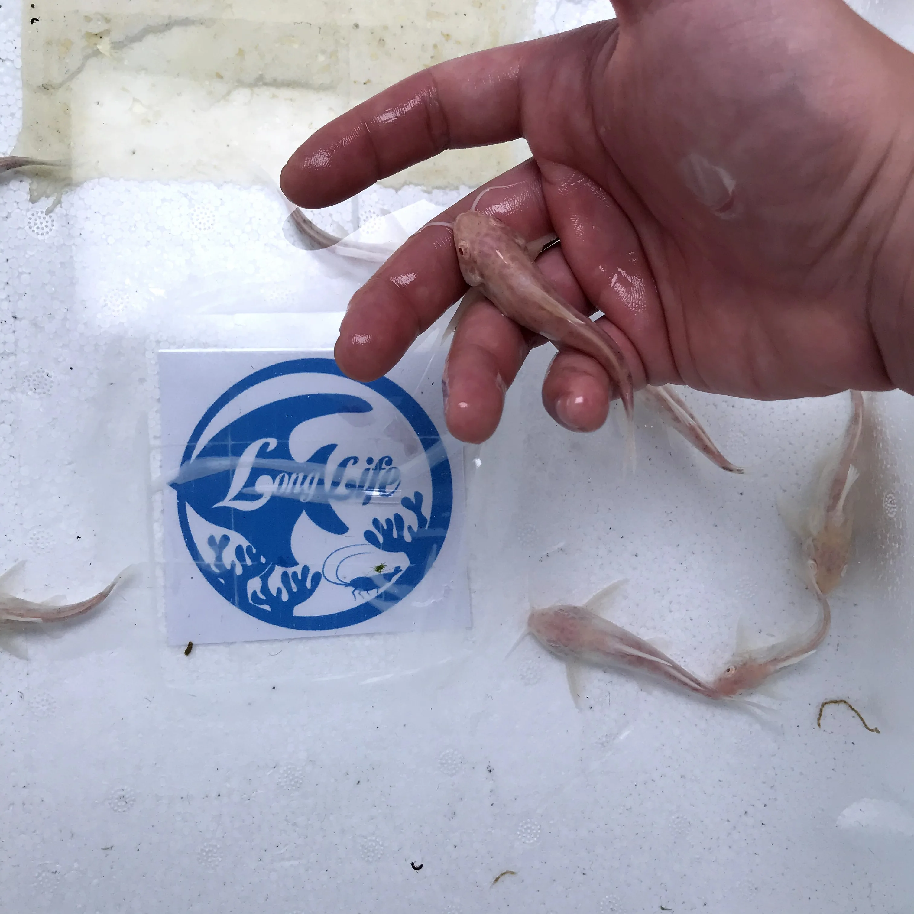 
Farm bred Synodontis multipunctatus albino African Malawi Cichlids For sale 