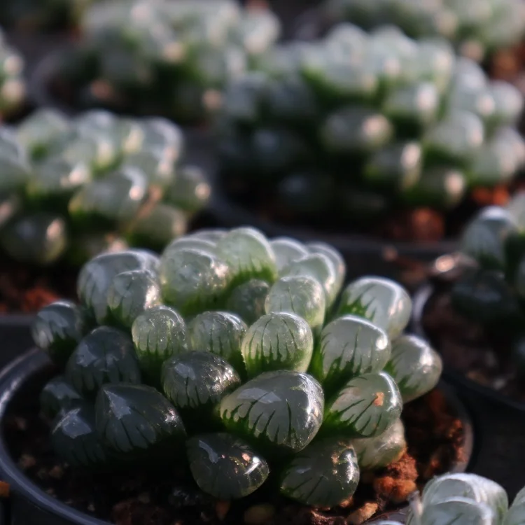 
succulents wholesale rare korean live plants indoor haworthia succulent 