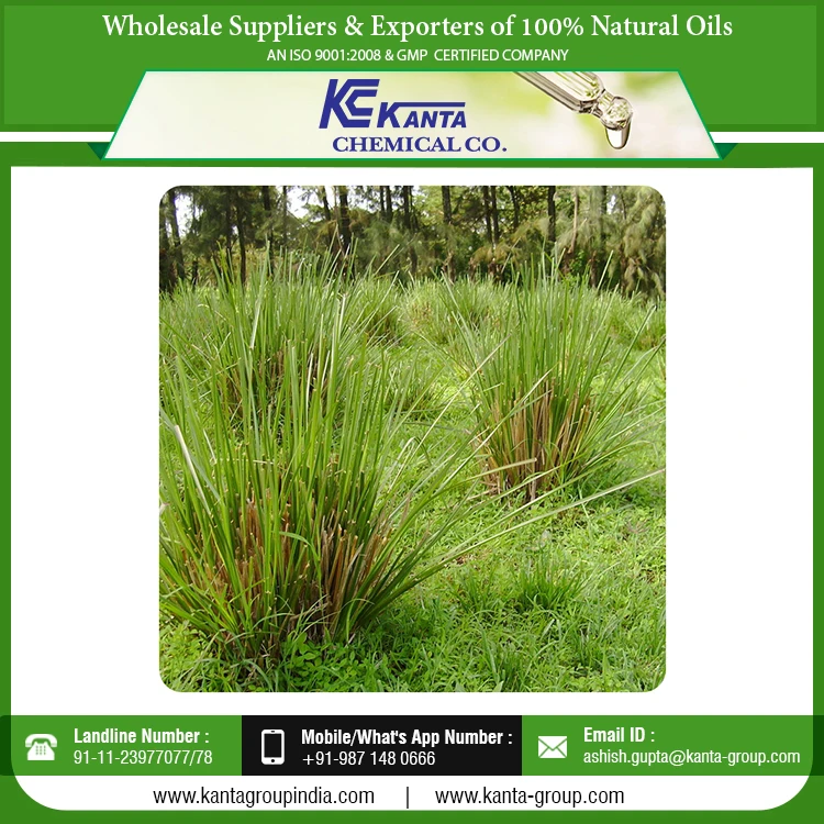 
Bulk Exporter Vetiver Grass Oil Aromatherapy Natural Grass Essential Vetiver Oil 
