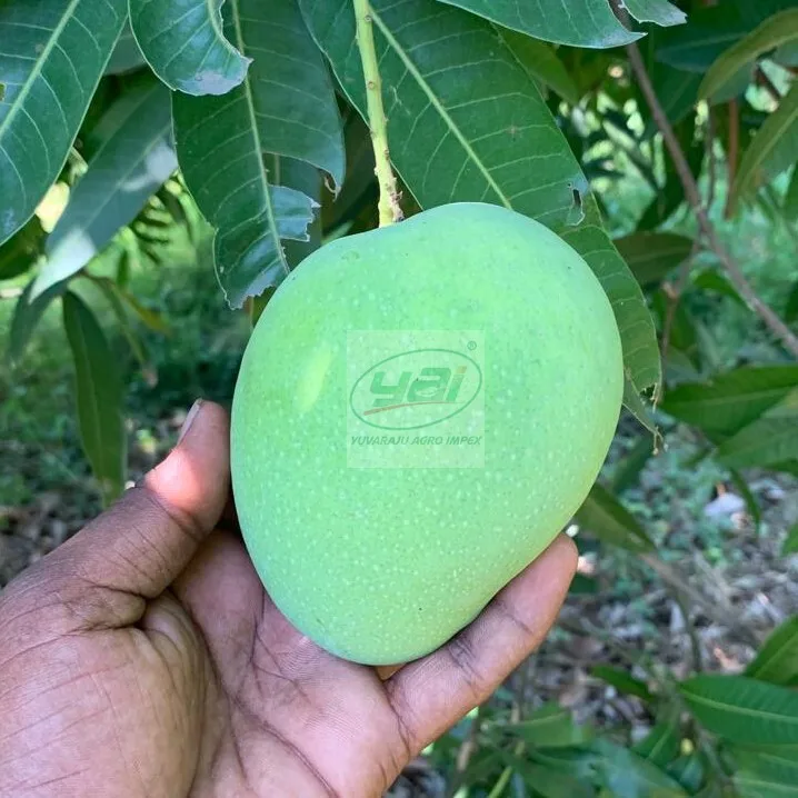 Экспортеры манго в Тамилнаду/Индия