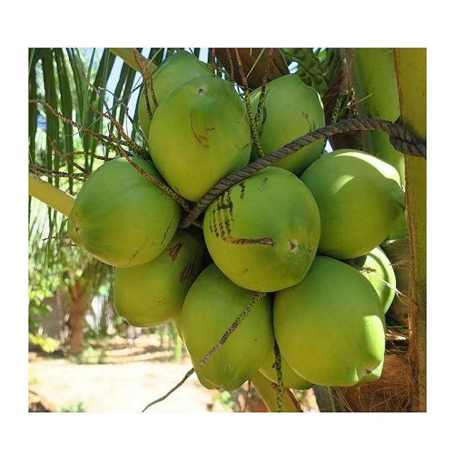 
Wholesale for Vietnamese Sweet Fresh Young Coconut - High Quality Coconut Oil from Vietnam - Coconut Water Export to EU, USA 