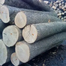 PINE SPRUCE BIRCH OAK TEAK ASH LOGS/TIMBER and eucalyptus timber wood logs