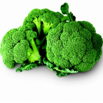Freshly harvested Broccoli Now Available for Export