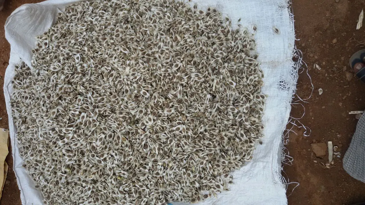 Moringa Seeds