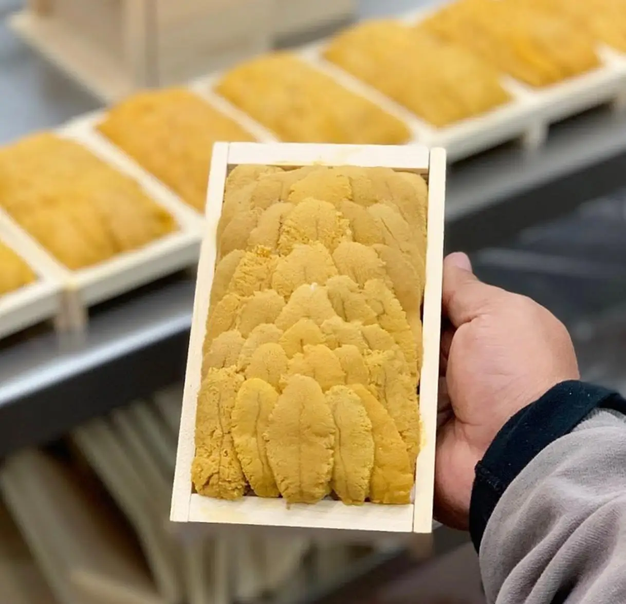 frozen and fresh sea urchin for sale