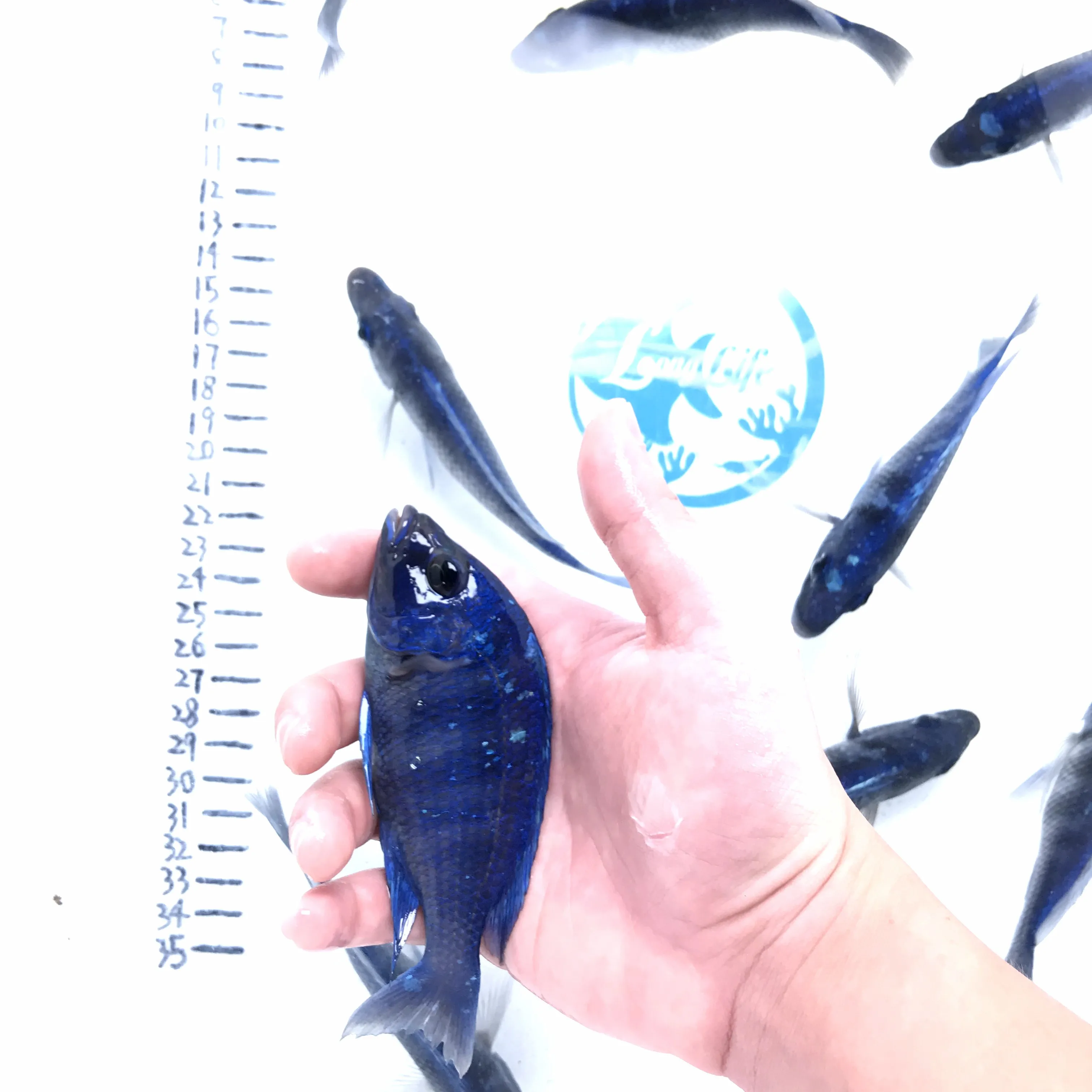 
Farm bred Placidochromis sp phenochilus 