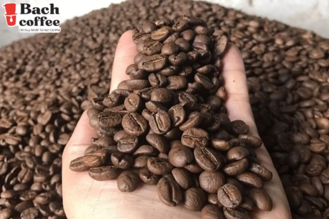 Espresso Italiano Arabica Whole Bean Coffee - Medium Roast  - 100 pure coffee beans grown in High Land , Viet Nam