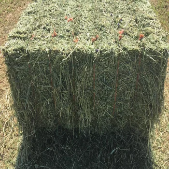 Украина Alfalfa