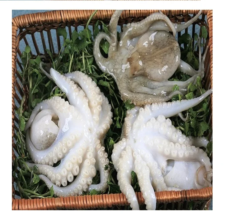 VIETNAM OCTOPUS SEAFOOD / BEST QUALITY (whatsapp +84 123 2425 473)