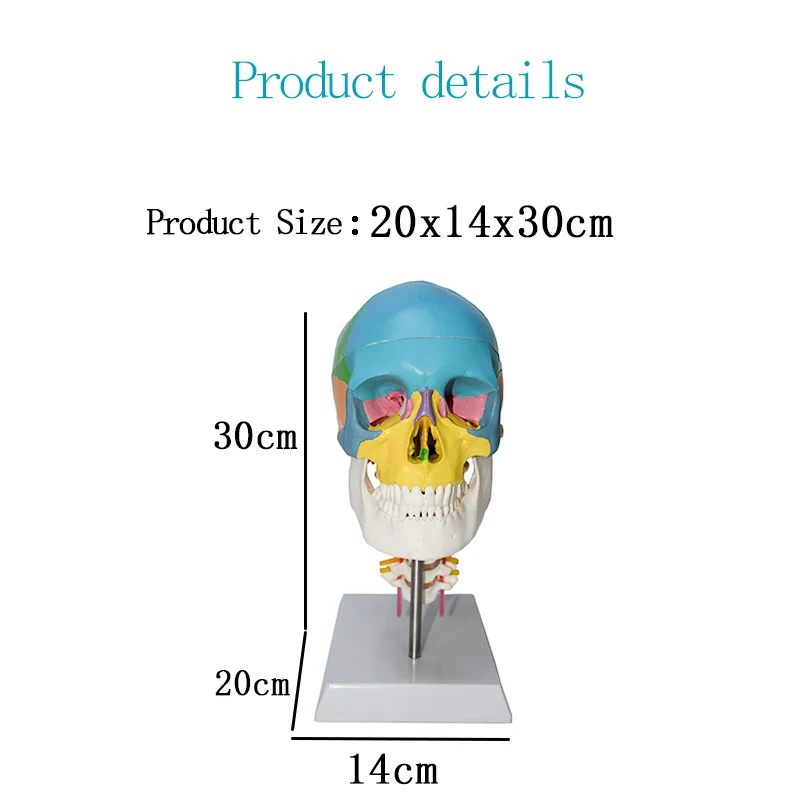 color skull with cervical spine human skeleton model skull  Anatomical 1:1 Colorful Human Skull Model With Cervical Vertebra