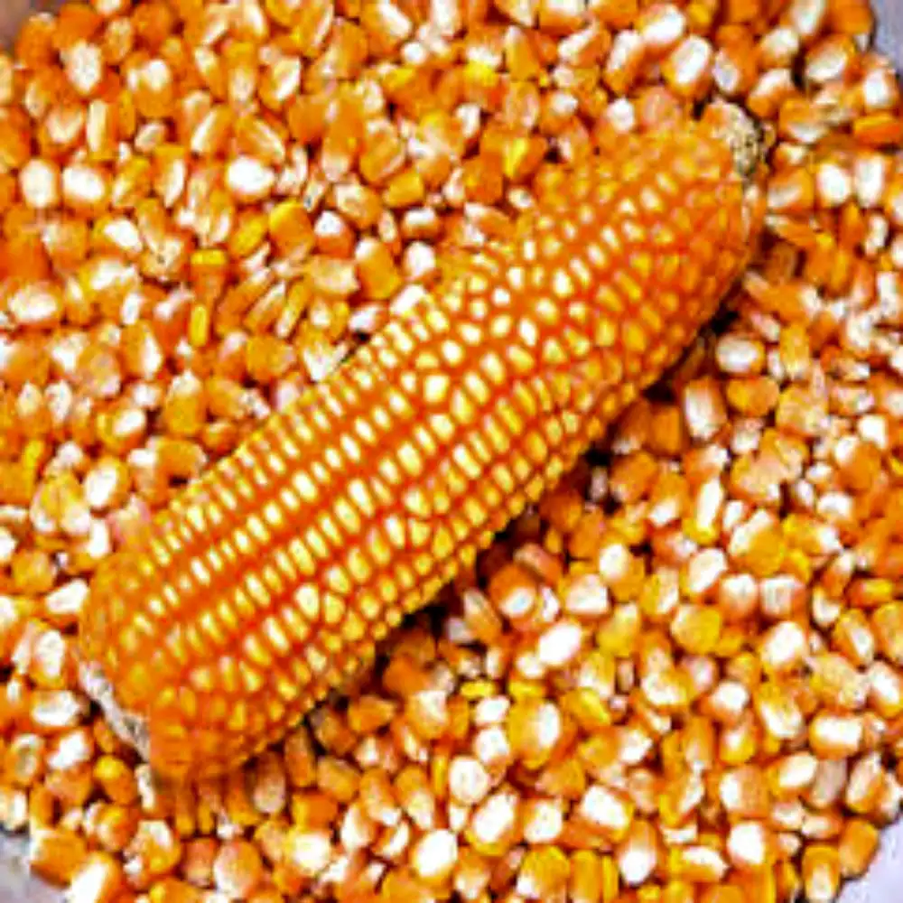 NON-GMO IQF замороженные желтый початки сладкой кукурузы