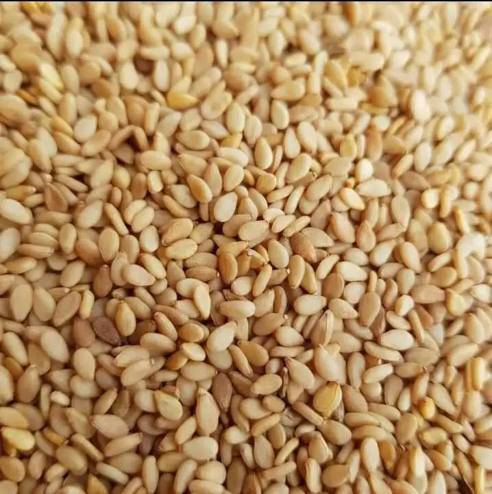 EGYPTIAN Golden Sesame Seeds SORTEX QUALITY 99.9 % 2022