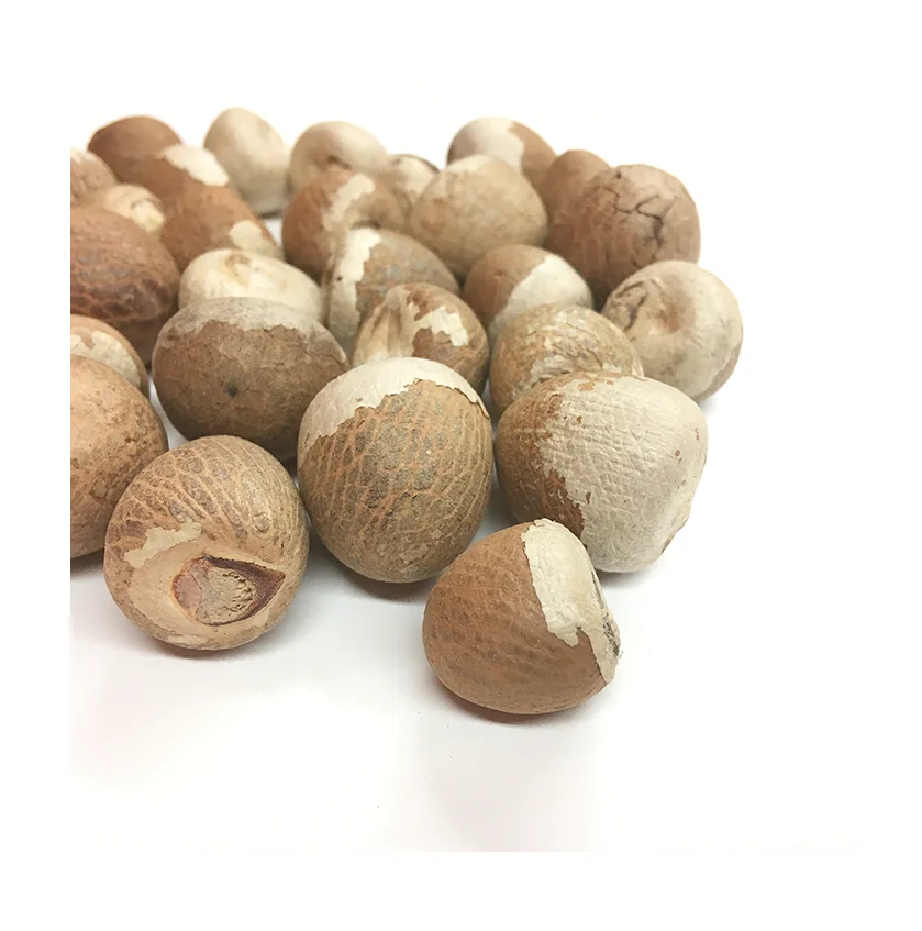 High quality betel nut/dried betel from Vietnam- Hot selling 2020 Vietnam betel nut MS. SANDY (+84 587 176 063)