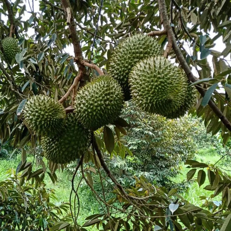 Wholesale Vietnam Fresh Durian/Best Price - High Quality