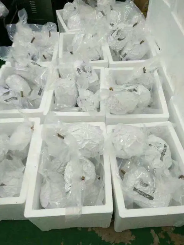 
Premium Nitrogen Frozen Durian Musang King (D197) Mao Shan Wang Malaysia (Whole Fruit) 