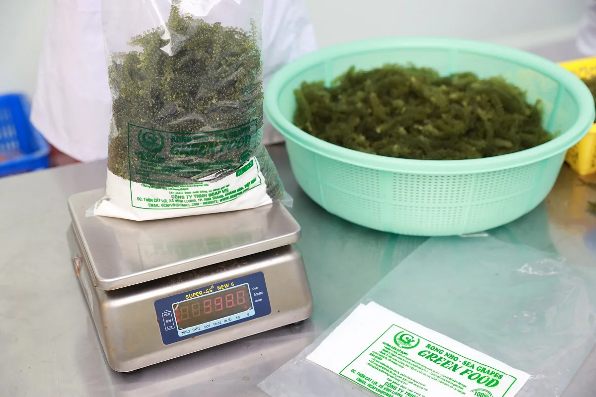 Natural Green Color Characteristics Taste Organic Fresh Sea Grapes Green Food From Viet Nam