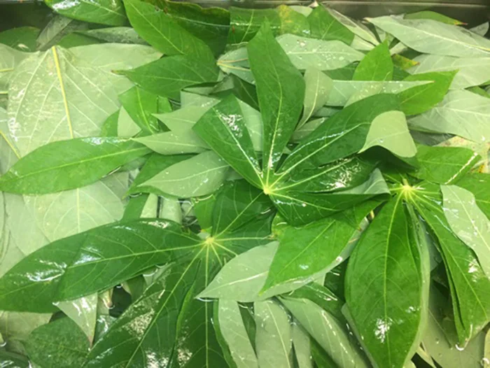 HIGH PROTEIN CASSAVA LEAVES IN VIET NAM - Ms. Elaine +83 375 431 541