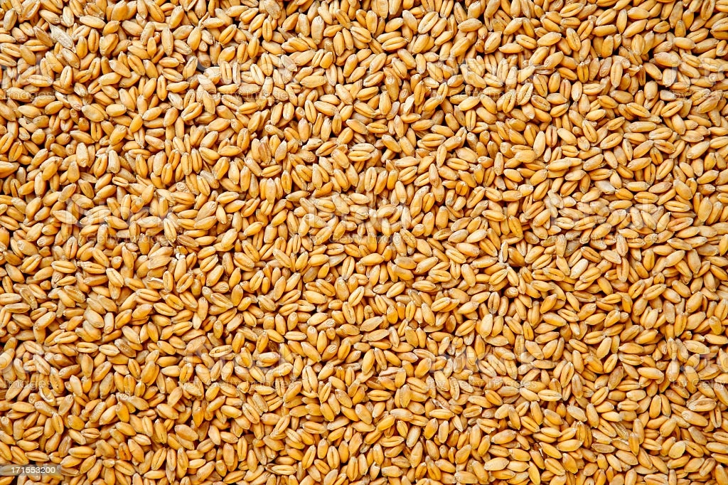 Измельчение пшеницы в Индии