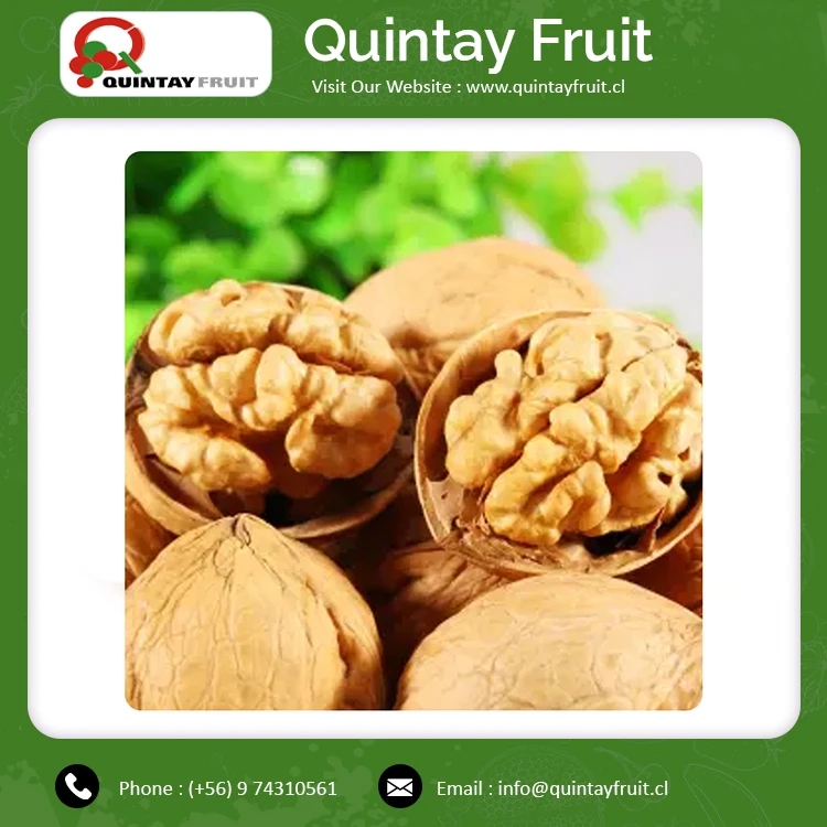 
Walnut Kernels Factory Price Bulk Packing Raw Bulk Supply Walnuts Chandler Inshel Walnuts 
