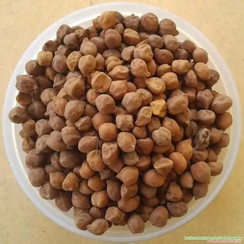 Высококачественный Desi Нут
