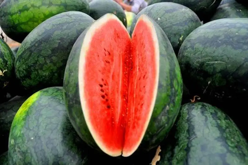 fresh fruit watermelon new crop high quality