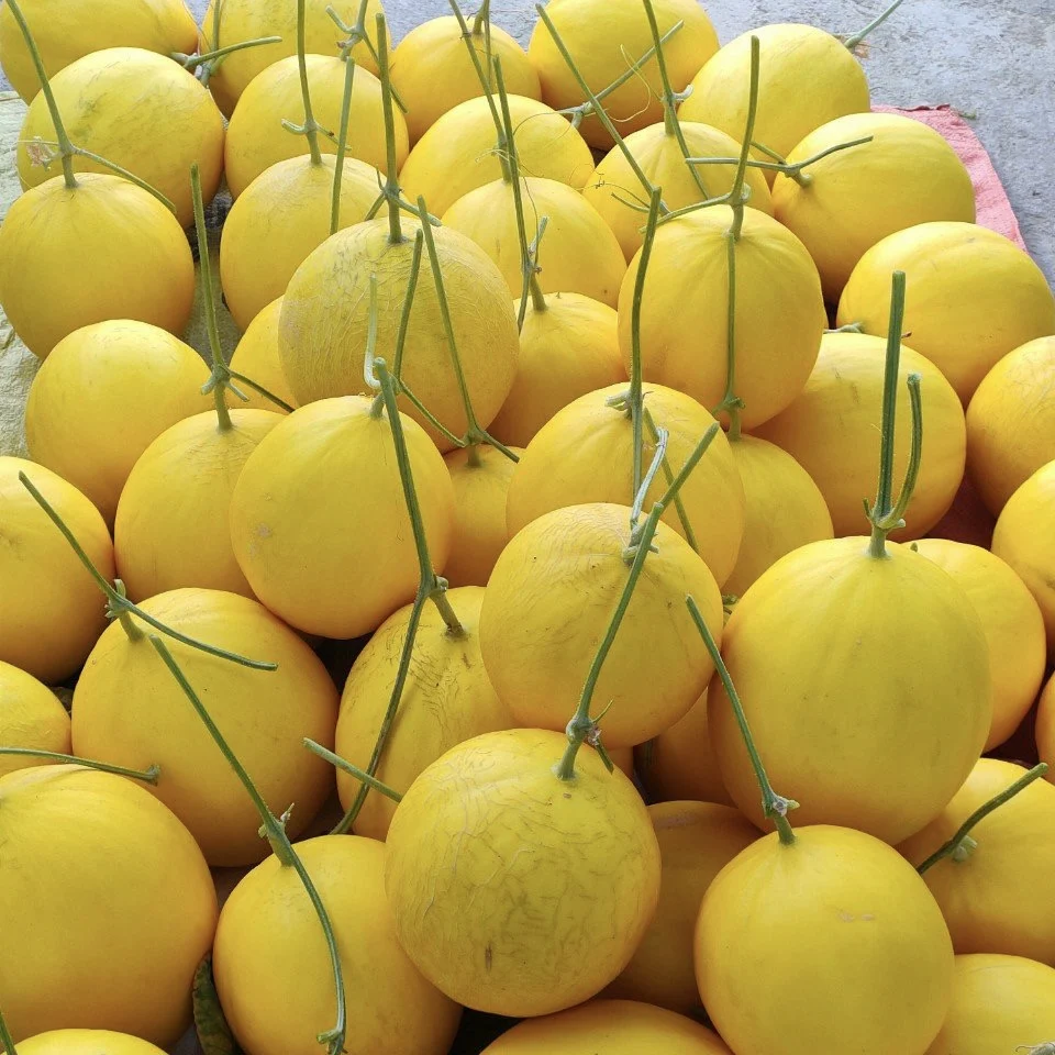 Best Fresh Canary Yellow Melon With Gold Skin From Reputable And Quality Company In Vietnam Buy Now
