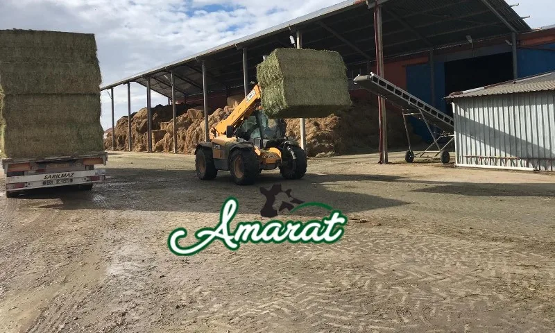 
LOW MOISTURE ALFALFA HAY BALE FOR INTERNATIONAL MARKET 