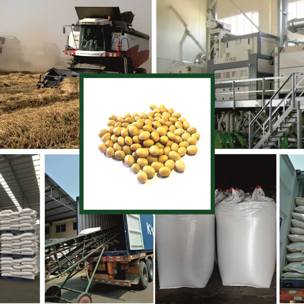 High quality soybean 25/50 kg bags or in bulk, from manufacturer