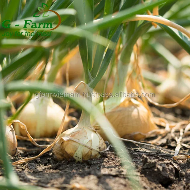 
Fresh onion with high quality VietGAP GlobalGAP 