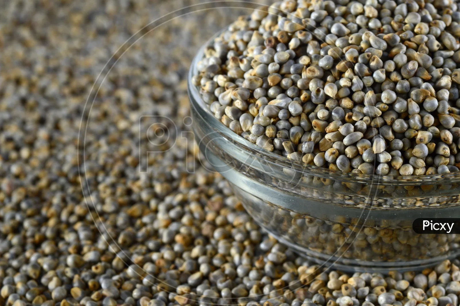 indian exporter of green millet