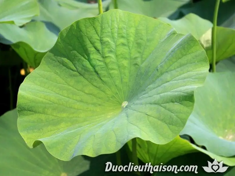 Лидер продаж экстракт листьев лотоса по лучшей цене // Ms Sofia + 84 789 946 878