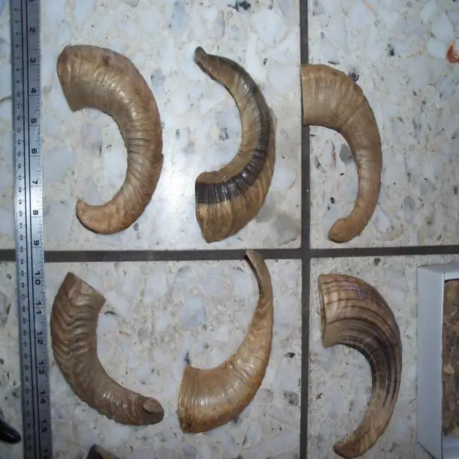 RAW RAM HORN  FOR MAKING KNIFE HANDLE