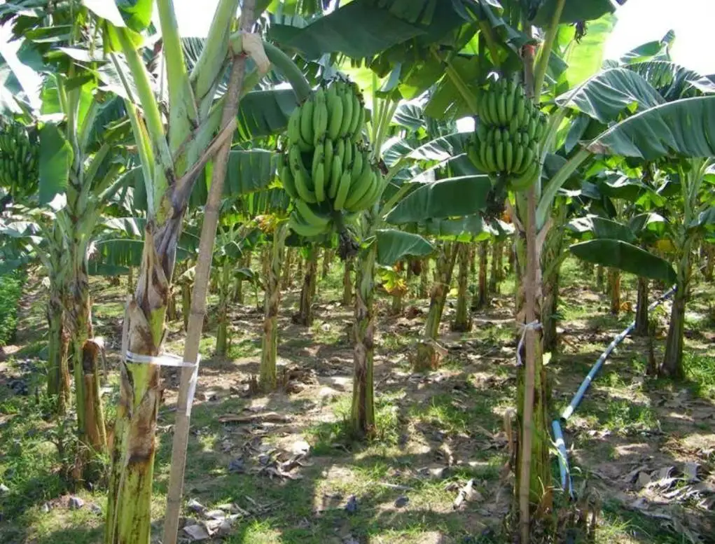 Свежий тайский банан из Таиланда Премиум фрукт лучший продавец