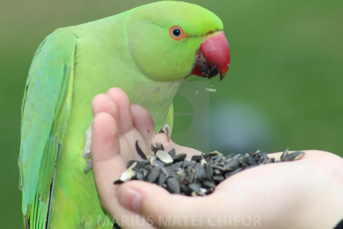 Sunflower Seeds Trading Packaging Big Bags New Bird Food Raw Natural 2022 The Most Popular Striped Sunflower Kernel BREVIS LTD